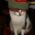 chats en bonnet 