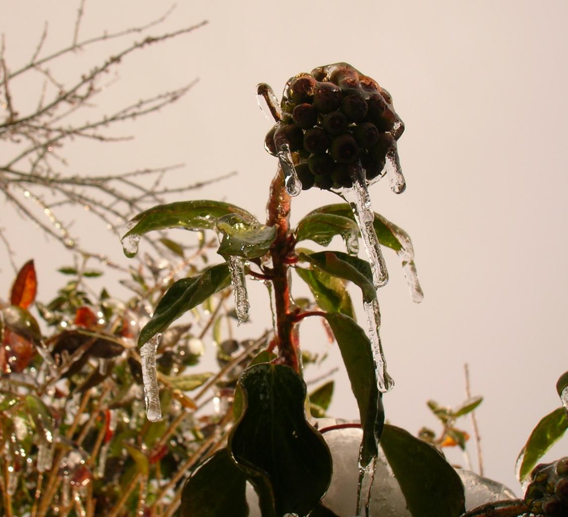 Le fruit du Lierre en hiver