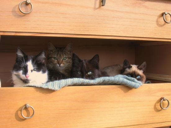 Le tiroir à chats