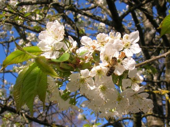 Abeille et fleurs de Cerisiers