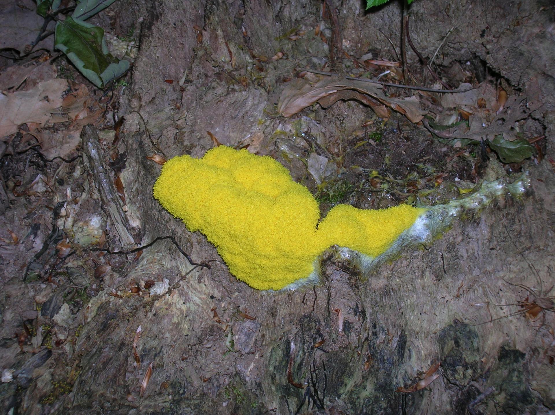 jaune naturel